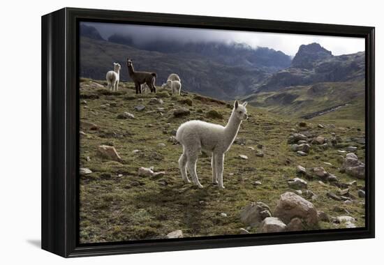 Llamas and Alpacas, Andes, Peru, South America-Peter Groenendijk-Framed Premier Image Canvas