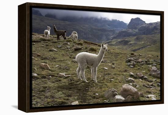 Llamas and Alpacas, Andes, Peru, South America-Peter Groenendijk-Framed Premier Image Canvas