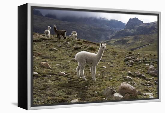 Llamas and Alpacas, Andes, Peru, South America-Peter Groenendijk-Framed Premier Image Canvas