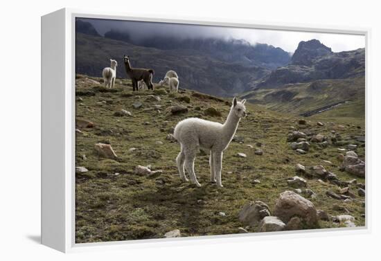 Llamas and Alpacas, Andes, Peru, South America-Peter Groenendijk-Framed Premier Image Canvas