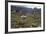 Llamas and Alpacas, Andes, Peru, South America-Peter Groenendijk-Framed Photographic Print