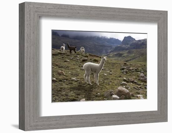 Llamas and Alpacas, Andes, Peru, South America-Peter Groenendijk-Framed Photographic Print