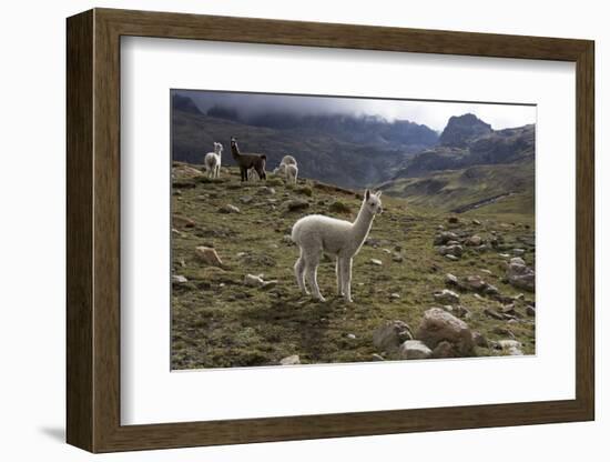 Llamas and Alpacas, Andes, Peru, South America-Peter Groenendijk-Framed Photographic Print