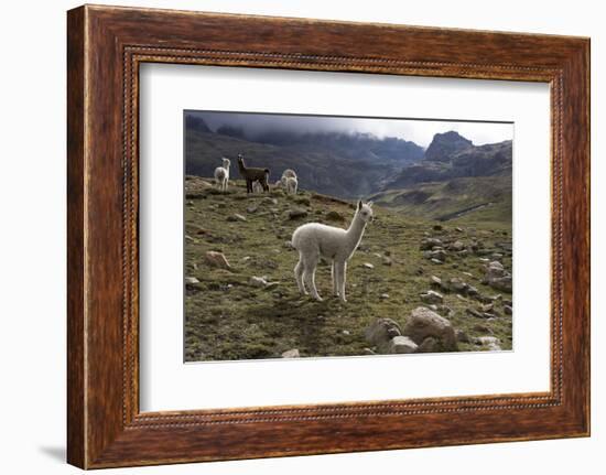 Llamas and Alpacas, Andes, Peru, South America-Peter Groenendijk-Framed Photographic Print