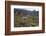 Llamas and Alpacas, Andes, Peru, South America-Peter Groenendijk-Framed Photographic Print