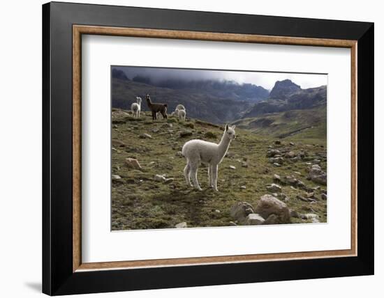 Llamas and Alpacas, Andes, Peru, South America-Peter Groenendijk-Framed Photographic Print