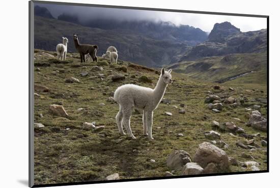 Llamas and Alpacas, Andes, Peru, South America-Peter Groenendijk-Mounted Photographic Print