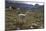 Llamas and Alpacas, Andes, Peru, South America-Peter Groenendijk-Mounted Photographic Print