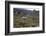 Llamas and Alpacas, Andes, Peru, South America-Peter Groenendijk-Framed Photographic Print