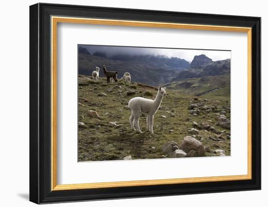 Llamas and Alpacas, Andes, Peru, South America-Peter Groenendijk-Framed Photographic Print