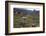 Llamas and Alpacas, Andes, Peru, South America-Peter Groenendijk-Framed Photographic Print