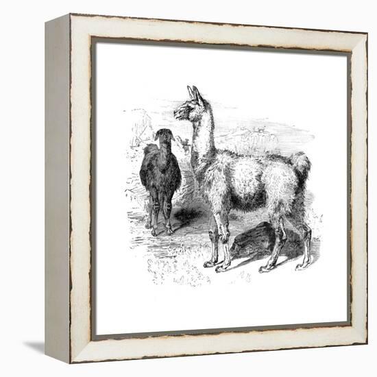 Llamas, C1880-null-Framed Premier Image Canvas