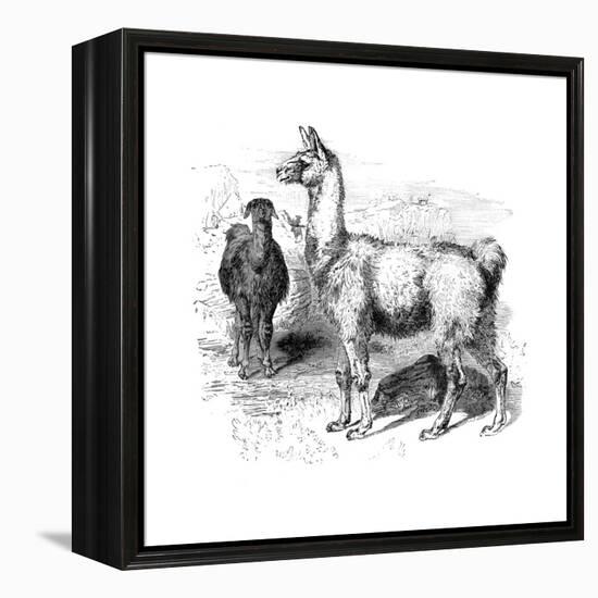 Llamas, C1880-null-Framed Premier Image Canvas