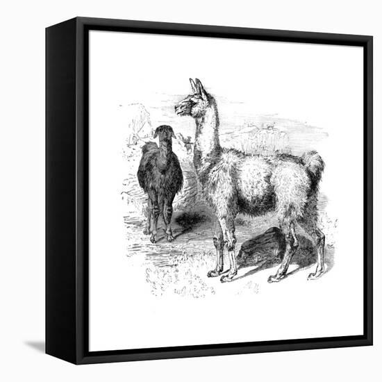 Llamas, C1880-null-Framed Premier Image Canvas