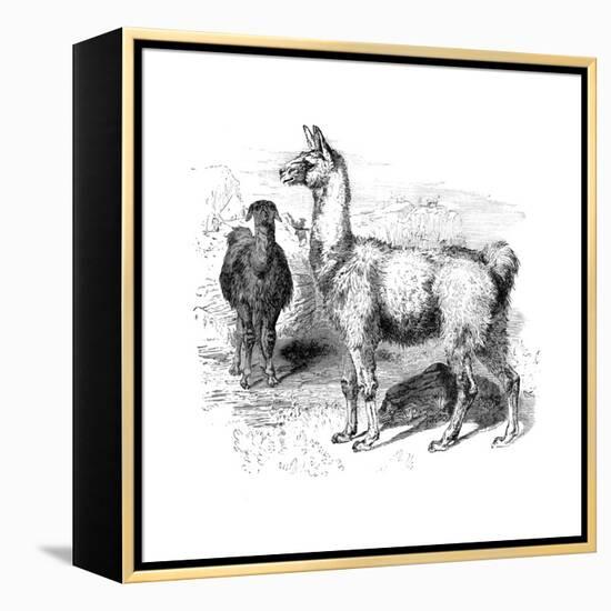 Llamas, C1880-null-Framed Premier Image Canvas