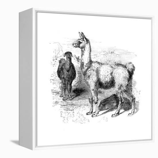 Llamas, C1880-null-Framed Premier Image Canvas