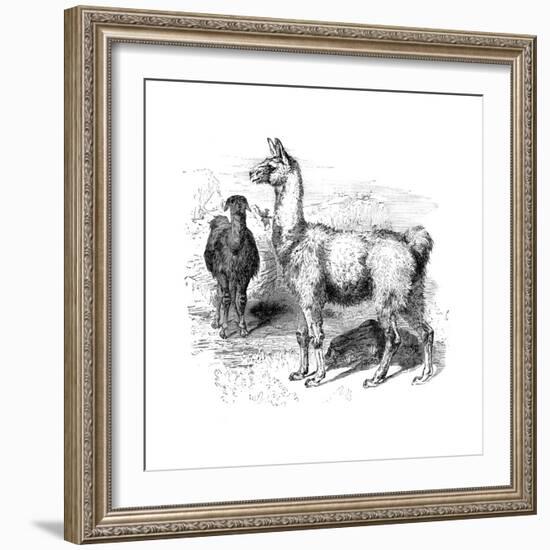 Llamas, C1880-null-Framed Giclee Print