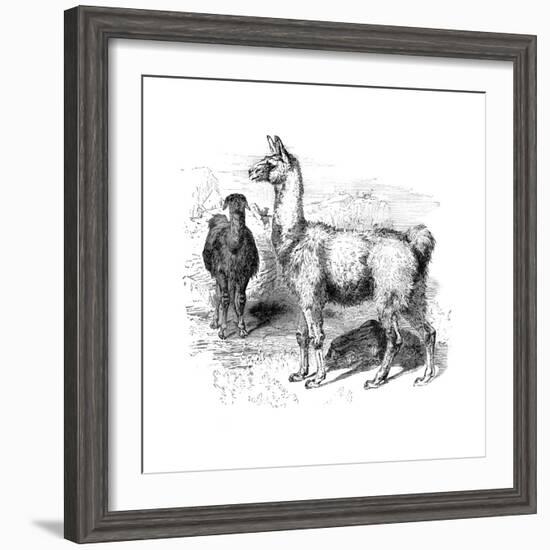 Llamas, C1880--Framed Giclee Print