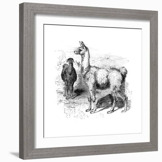 Llamas, C1880-null-Framed Giclee Print