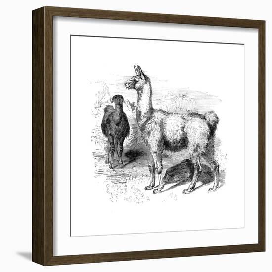 Llamas, C1880--Framed Giclee Print