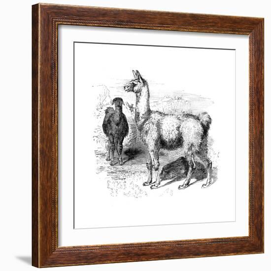 Llamas, C1880-null-Framed Giclee Print