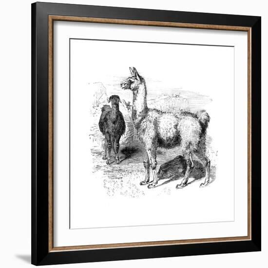 Llamas, C1880--Framed Giclee Print