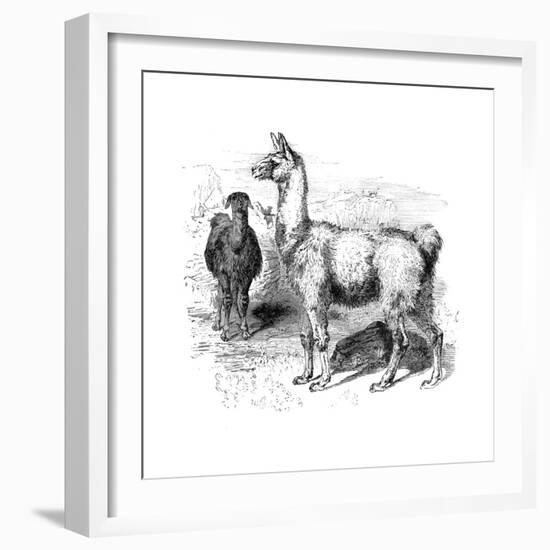 Llamas, C1880--Framed Giclee Print