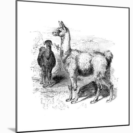 Llamas, C1880-null-Mounted Giclee Print