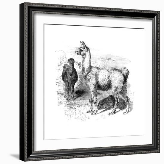 Llamas, C1880-null-Framed Giclee Print