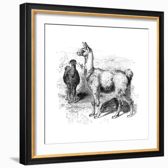 Llamas, C1880-null-Framed Giclee Print