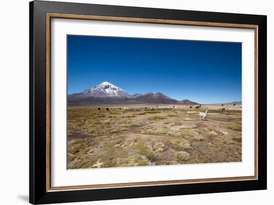 Llamas Graze Below the Sajama Volcano in Sajama National Park-Alex Saberi-Framed Photographic Print