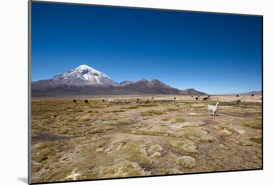 Llamas Graze Below the Sajama Volcano in Sajama National Park-Alex Saberi-Mounted Photographic Print