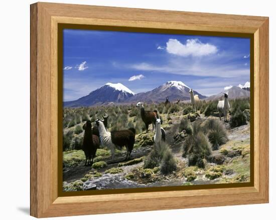 Llamas Grazing in Sajama National Park with the Twins, the Volcanoes of Parinacota and Pomerata in-Mark Chivers-Framed Premier Image Canvas