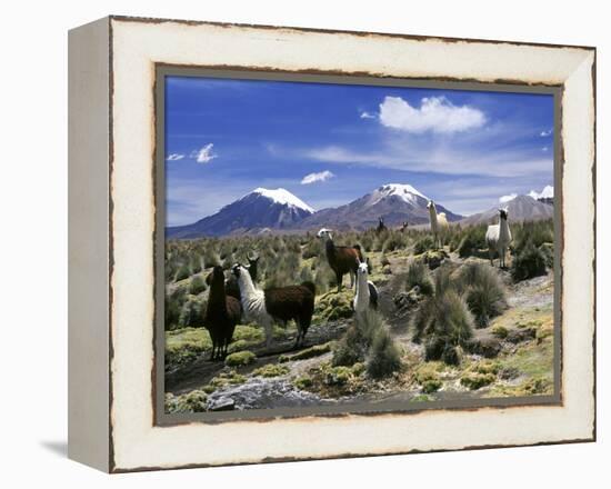 Llamas Grazing in Sajama National Park with the Twins, the Volcanoes of Parinacota and Pomerata in-Mark Chivers-Framed Premier Image Canvas