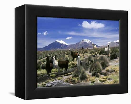 Llamas Grazing in Sajama National Park with the Twins, the Volcanoes of Parinacota and Pomerata in-Mark Chivers-Framed Premier Image Canvas