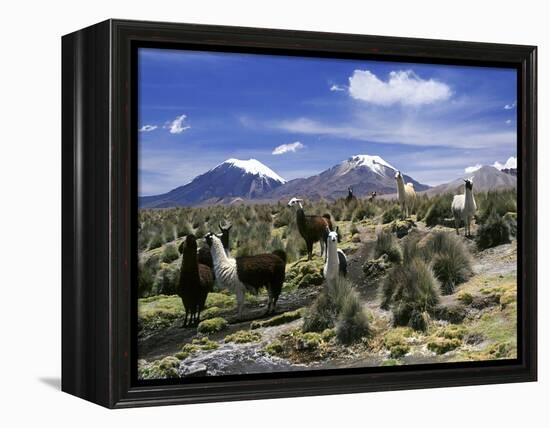 Llamas Grazing in Sajama National Park with the Twins, the Volcanoes of Parinacota and Pomerata in-Mark Chivers-Framed Premier Image Canvas