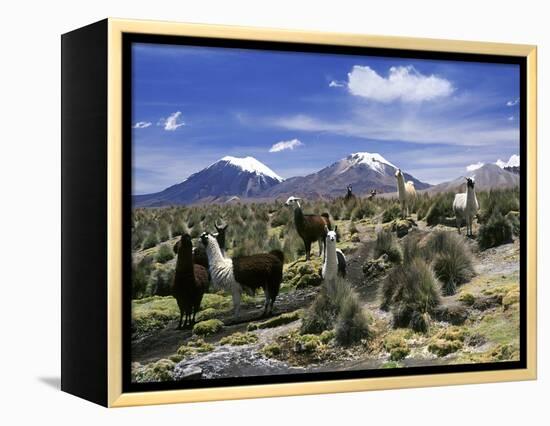 Llamas Grazing in Sajama National Park with the Twins, the Volcanoes of Parinacota and Pomerata in-Mark Chivers-Framed Premier Image Canvas