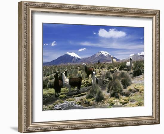 Llamas Grazing in Sajama National Park with the Twins, the Volcanoes of Parinacota and Pomerata in-Mark Chivers-Framed Photographic Print