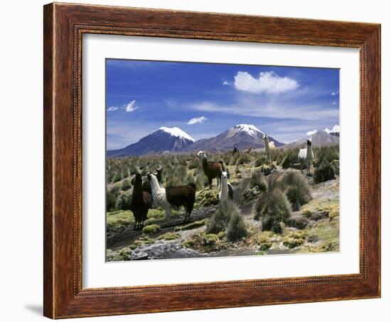 Llamas Grazing in Sajama National Park with the Twins, the Volcanoes of Parinacota and Pomerata in-Mark Chivers-Framed Photographic Print