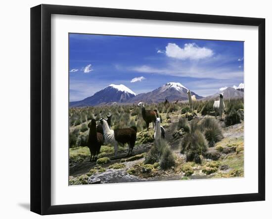 Llamas Grazing in Sajama National Park with the Twins, the Volcanoes of Parinacota and Pomerata in-Mark Chivers-Framed Photographic Print