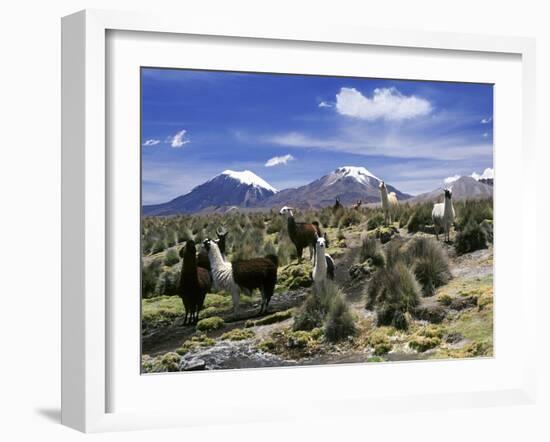 Llamas Grazing in Sajama National Park with the Twins, the Volcanoes of Parinacota and Pomerata in-Mark Chivers-Framed Photographic Print