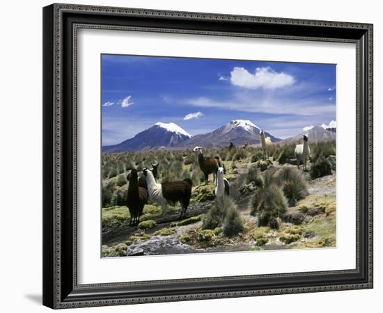 Llamas Grazing in Sajama National Park with the Twins, the Volcanoes of Parinacota and Pomerata in-Mark Chivers-Framed Photographic Print