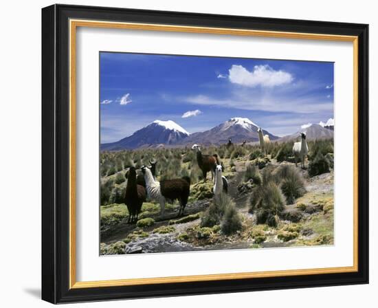 Llamas Grazing in Sajama National Park with the Twins, the Volcanoes of Parinacota and Pomerata in-Mark Chivers-Framed Photographic Print