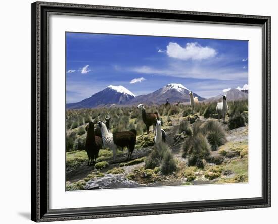 Llamas Grazing in Sajama National Park with the Twins, the Volcanoes of Parinacota and Pomerata in-Mark Chivers-Framed Photographic Print