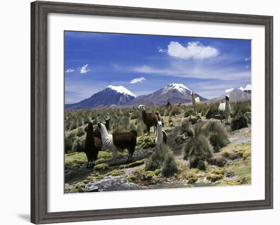 Llamas Grazing in Sajama National Park with the Twins, the Volcanoes of Parinacota and Pomerata in-Mark Chivers-Framed Photographic Print