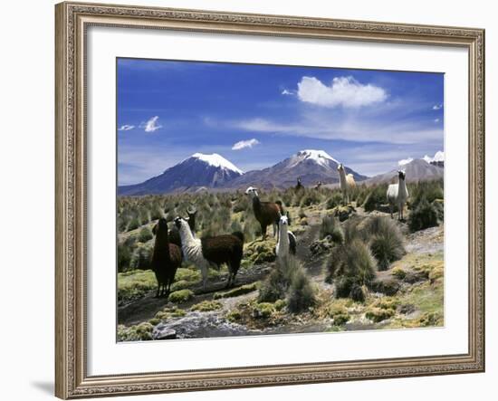 Llamas Grazing in Sajama National Park with the Twins, the Volcanoes of Parinacota and Pomerata in-Mark Chivers-Framed Photographic Print