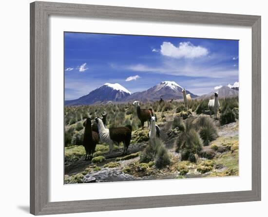 Llamas Grazing in Sajama National Park with the Twins, the Volcanoes of Parinacota and Pomerata in-Mark Chivers-Framed Photographic Print