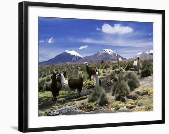 Llamas Grazing in Sajama National Park with the Twins, the Volcanoes of Parinacota and Pomerata in-Mark Chivers-Framed Photographic Print