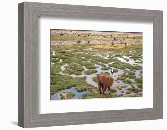 Llamas in the Mountains near Paso De Jama, Argentina-Chile-xura-Framed Photographic Print