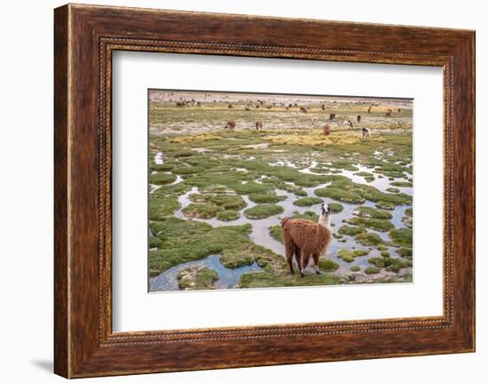 Llamas in the Mountains near Paso De Jama, Argentina-Chile-xura-Framed Photographic Print